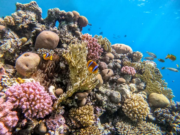 カラフルな熱帯魚のビューを閉じるサンゴ礁の自然保護区に隠れているカラフルな熱帯魚紅海のピエロ魚や両生類 Amphiprion Inae サンゴや熱帯魚とサンゴ礁の水中生活 エジプト紅海のサンゴ礁 — ストック写真