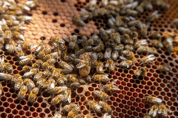 Molduras Uma Colmeia Vista Perto Grande Célula Com Jovem Rainha — Fotografia de Stock