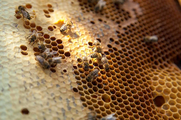 Cadres Une Ruche Abeilles Occupées Sur Nid Abeille Jaune Avec — Photo