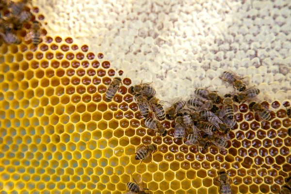 Molduras Uma Colmeia Abelhas Ocupadas Favo Mel Amarelo Com Células — Fotografia de Stock