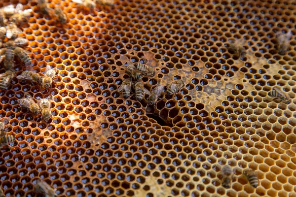 甘い蜂蜜で蜂の巣から取ったばかりの蜂の巣のフレーム 甘い蜂蜜のための開いて密封された細胞と黄色のハニカム上の忙しいミツバチ ビー蜂蜜収集でザ美しいです茶色いハニカム — ストック写真