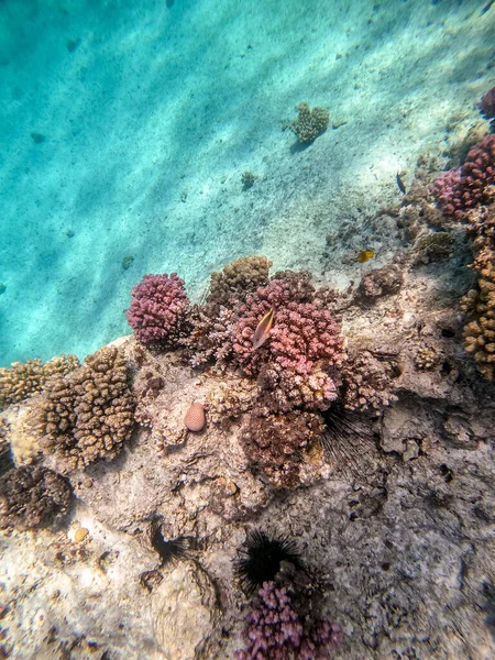 Underwater panoramic view of coral reef with tropical fish, seaweeds and corals at the Red Sea, Egypt. Acropora gemmifera and Hood coral or Smooth cauliflower coral (Stylophora pistillata), Lobophyllia hemprichii, Acropora hemprichii or Pristine Stag