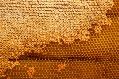 Tatlı ballı bal peteği. Tatlı ballı arı kovanından alınan sarı bal peteği. Arı balı toplanmış güzel sarı bal peteğinde