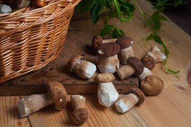 Yenebilir orman mantarları. Toplanan yabani porcini mantar yığını (sepet, porcino veya kral bolete, genellikle boletus edulis olarak bilinir), mantarlı hasır sepeti ve sonbahar mevsiminde ahşap arka planda yeşil üzüm yaprakları.