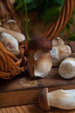 Yenebilir orman mantarları. Toplanan yabani Porcini mantarları (cep, porcino veya kral bolete, genellikle boletus edulis olarak adlandırılır) arasından güzel porcini mantarları, mantarlı sepet ve yabani üzüm yaprakları arasında seçici bir odak noktası