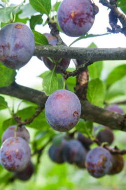 Hasat edilmeye hazır bir ağaç dalından sarkan olgun erikler. Meyve bahçesindeki ağaç dalında olgun erikler. Meyve bahçesinde erik ağacı dalı üzerinde yeşil yaprakları ile taze organik meyve görünümü