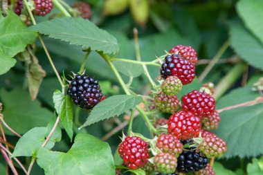 Kırmızı ve siyah yabani böğürtlen çalılar ve yeşil yaprakları arka planda bir güneşli yaz günü sırasında Bahçe dallarda. Blackberry bir demet görünümü kapatın. Bu kırmızı meyve antioksidan gücünü için bilinen