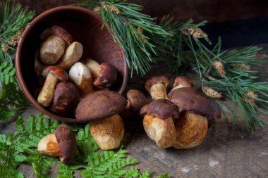 Sonbahar kompozisyonu boletus badius, imleria badia ya da bay bolete, mantarlı kil kasesi eski ahşap arka planda çam ağacının yeşil dalı. Yenilebilir ve gözenekli mantarların kadife rengi kahverengi veya kestane rengi başlıkları vardır.