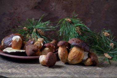 Sonbahar kompozisyonu boletus badius, imleria badia veya bay bolete mantarları ve mantarlı kil tabağı arkasında yeşil çam ağacı dalı olan klasik ahşap zemin. Yenilebilir ve gözenekli mantarların kadife rengi kahverengi veya kestane rengi başlıkları vardır.