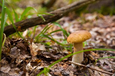 Boletus edulis (cep, porcino veya kral bolete, genellikle Porcini mantarı olarak bilinir), sonbahar mevsiminde orman zemininde yosun, yeşil çimen ve düşen yapraklar arasında yetişir.