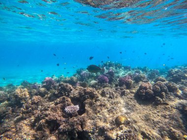 Mercan resifinde su altında Whitemargin Tekboynuz Balığı olarak bilinen tropikal Naso annulatus balığı. Mercanlar ve tropikal balıklarla dolu su altı yaşamı. Kızıl Deniz 'deki Mercan Resifi, Mısır