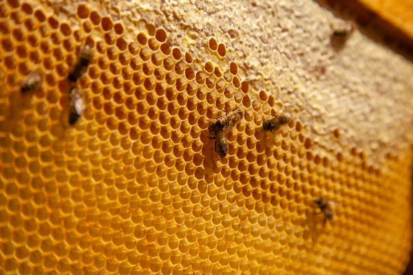 Marcos Una Colmena Abejas Ocupadas Panal Amarillo Con Celdas Abiertas — Foto de Stock