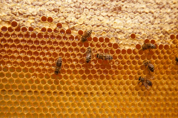 Cornici Alveare Api Occupate Sul Favo Giallo Con Celle Aperte — Foto Stock