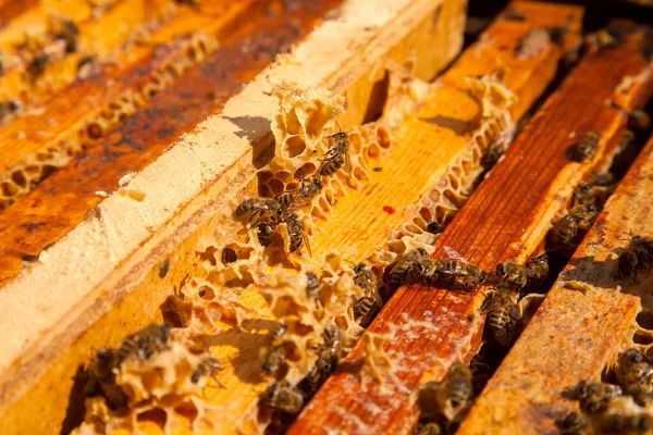 Frames Beehive Close View Opened Hive Body Showing Frames Populated — Stock Photo, Image
