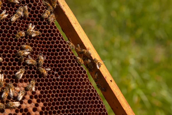 Frames of a beehive. Busy bees inside the hive with open and sealed cells for their young. Birth of o a young bees. Close up showing some animals and honeycomb structure