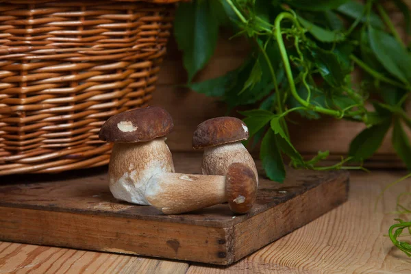 Ernte Von Essbaren Waldpilzen Drei Steinpilze Steinpilz Steinpilz Oder Steinpilz — Stockfoto