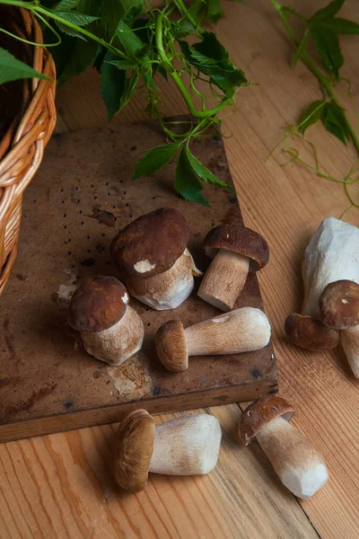 Cultivo Champiñones Comestibles Forestales Varios Hongos Porcini Cep Porcino Bolete — Foto de Stock