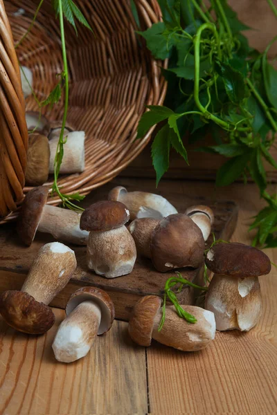 Ernte Von Essbaren Waldpilzen Selektive Konzentration Auf Schöne Steinpilze Inmitten — Stockfoto