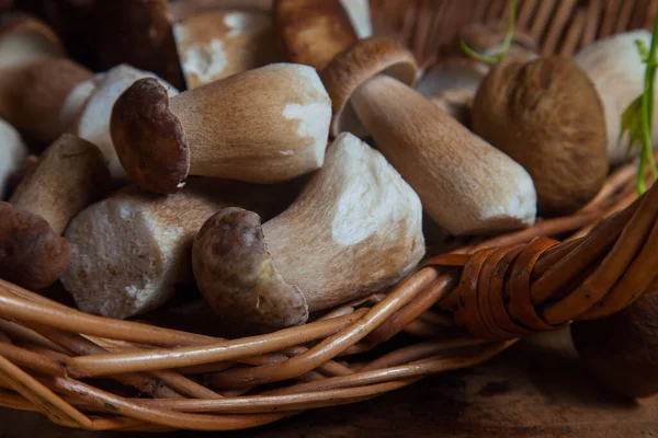 Ernte Von Essbaren Waldpilzen Selektive Konzentration Auf Schöne Steinpilze Inmitten — Stockfoto