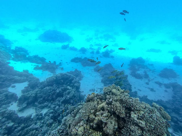 埃及红海的珊瑚礁全景 有热带鱼类 海藻和珊瑚 Acropora Gemmifera 和胡瓜珊瑚 Smooth Cauliflower Coral Stylophora — 图库照片