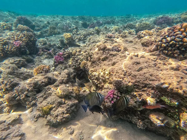 熱帯のセーフィンタングやザブラソマ デジャルディニとして知られるデジャルンのセーフィンタングをサンゴ礁で水中で間近で見ることができます サンゴや熱帯魚とサンゴ礁の水中生活 エジプト紅海のサンゴ礁 — ストック写真