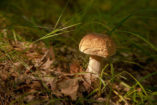 Boletus edulis (cep, porcino or king bolete, usually called porcini mushroom) grows on the forest floor among moss, green grass and fallen leaves at autumn season