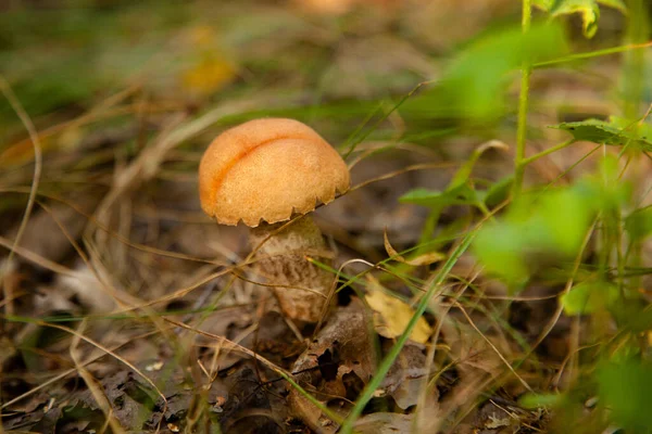 Orangefarbene Steinpilze Wald Wächst Ein Junger Steinpilz Ein Pilz Mit — Stockfoto