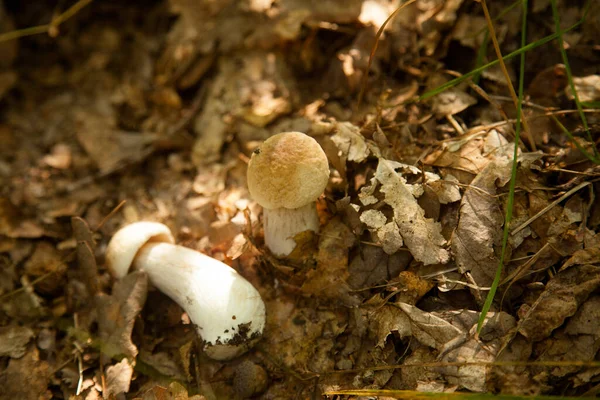 Két Boletus Gomba Vadonban Porcini Gomba Cep Porcino Vagy Bolete — Stock Fotó