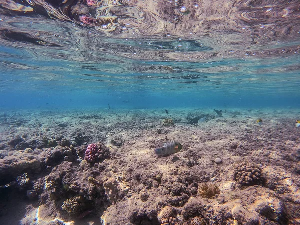 サンゴ礁で水中でチリヌス ルヌラタスとして知られている熱帯の大きなブロムテール ラスのビューを閉じます サンゴや熱帯魚とサンゴ礁の水中生活 エジプト紅海のサンゴ礁 — ストック写真