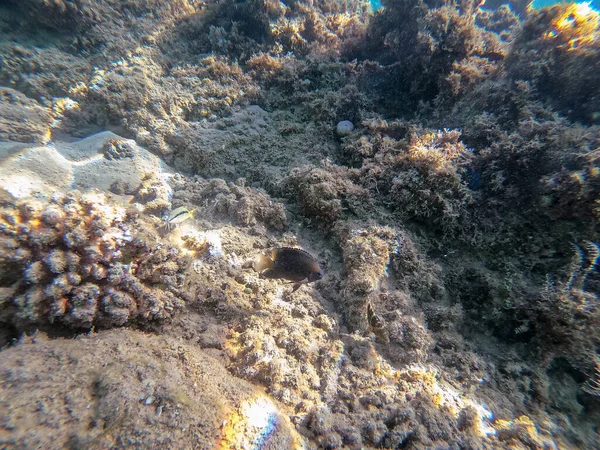 Unterwasser Panoramablick Auf Das Korallenriff Mit Tropischen Fischen Algen Und — Stockfoto