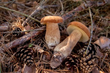 Vahşi doğada iki Boletus mantarı. Porcini mantarları (Sepet, porcino veya kral bolete, genellikle boletus edulis olarak adlandırılır) sonbahar mevsiminde yosun ve kuru yaprakların arasında çam ağacı ormanlarında bulunur.