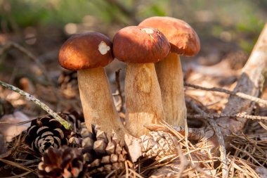 Vahşi doğada üçlü Boletus mantarı. Porcini mantarı (Sepet, porcino veya kral bolete, genellikle boletus edulis olarak adlandırılır) sonbahar mevsiminde yosun ve kuru yaprakların arasında çam ağacı ormanlarında bulunur.