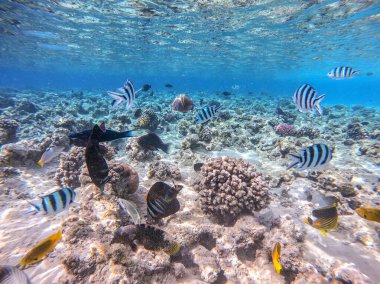 Balıkların farklı türleri - yelken tang veya Desjardin 'in yelken yüzgeci tang, Hipposcarus longiceps veya Uzun Burunlu Parrotfish, Rhinecanthus suikast balığı veya Picasso tetikleyici, Birdmouth wrasse, Klunzinger' s wrasse ve diğer tropikal balıklar