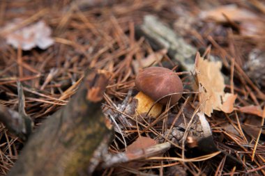 Boletus badius, imleria badia ya da körfez bolete 'nin sonbahar çam ağacı ormanlarında büyümesini yakından izleyin. Yenilebilir ve gözenekli mantarların kadife rengi kahverengi veya kestane rengi başlıkları vardır.