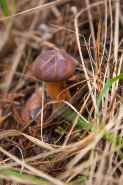 Boletus badius, imleria badia ya da Bay Bolete 'nin sonbahar mevsiminde yosun ve kuru yaprakların arasında büyümesini yakından izleyin. Yenilebilir ve gözenekli mantarların kadife rengi kahverengi veya kestane rengi başlıkları vardır.