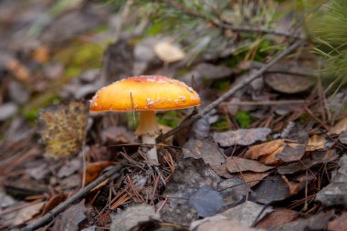Vahşi sinek Agaric kırmızı Kupası mantar ile büyük bir zehir ama güzel mantar var. Sinek Agaric veya sinek Amanita (sinek mantarı) şimdi öncelikle sonbahar ormanda halüsinojenik özellikleri için ünlü