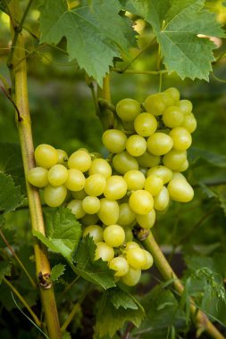 Üzüm bağında asılmış bir demet yeşil üzüm. Bahçede asılı bir demet yeşil üzümün yakın görüntüsü