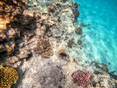 Sualtı panoramik mercan resifleri tropikal balıklar, deniz yosunları ve Mısır 'daki mercanlar. Acropora gemmifera ve Hood mercanı ya da Pürüzsüz karnabahar mercanı (Stylophora pistillata), Lobophyllia hemprichii, Acropora hemprichii veya Pristine Stag