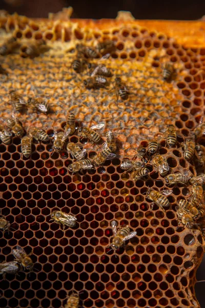 甘い蜂蜜で蜂の巣から取ったばかりの蜂の巣のフレーム 美しい茶色のハニカムに集められたミツバチの蜂蜜と花粉 甘い蜂蜜のための開いて密封された細胞と黄色のハニカムの忙しい蜂 — ストック写真