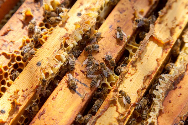 Frames Beehive Close View Opened Hive Body Showing Frames Populated — Stock Photo, Image