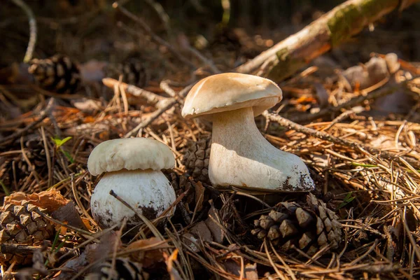 Vahşi doğada iki Boletus mantarı. Porcini mantarları (Sepet, porcino veya kral bolete, genellikle boletus edulis olarak adlandırılır) sonbahar mevsiminde yosun ve kuru yaprakların arasında çam ağacı ormanlarında bulunur.