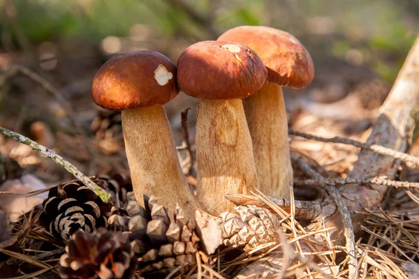 Vahşi doğada üçlü Boletus mantarı. Porcini mantarı (Sepet, porcino veya kral bolete, genellikle boletus edulis olarak adlandırılır) sonbahar mevsiminde yosun ve kuru yaprakların arasında çam ağacı ormanlarında bulunur.