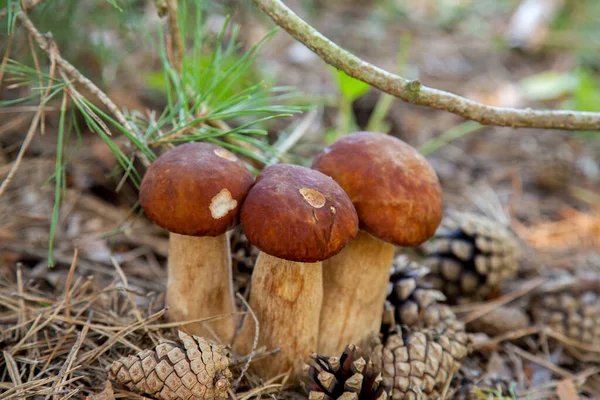 Vahşi doğada üçlü Boletus mantarı. Porcini mantarı (Sepet, porcino veya kral bolete, genellikle boletus edulis olarak adlandırılır) sonbahar mevsiminde yosun ve kuru yaprakların arasında çam ağacı ormanlarında bulunur.