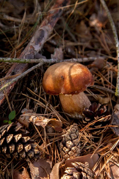 Egyedülálló Boletus Gomba Vadonban Porcini Gomba Cep Porcino Vagy Bolete — Stock Fotó