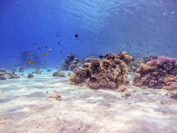 Podwodny Panoramiczny Widok Rafy Koralowej Płycizną Lyretail Mrowiska Pseudanthias Squamipinnis — Zdjęcie stockowe