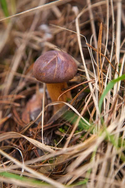 Boletus badius, imleria badia ya da Bay Bolete 'nin sonbahar mevsiminde yosun ve kuru yaprakların arasında büyümesini yakından izleyin. Yenilebilir ve gözenekli mantarların kadife rengi kahverengi veya kestane rengi başlıkları vardır.
