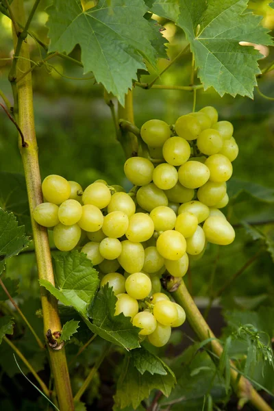 Bando Uvas Verdes Penduradas Num Arbusto Uvas Numa Vinha Close — Fotografia de Stock