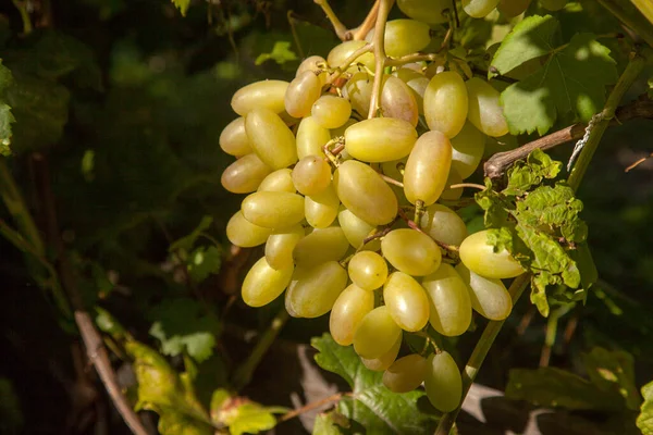 Bunch of green grapes hanging on grapes bush in a vineyard. Close up view of bunch green grapes hanging in garden