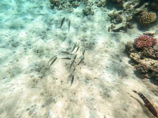 沙戈斯或白色海布里厄姆 White Seabream Diplodus Sargus 的浅滩在珊瑚礁的水下捕鱼 珊瑚礁与珊瑚和热带鱼的水下生活 埃及红海的珊瑚礁 — 图库照片