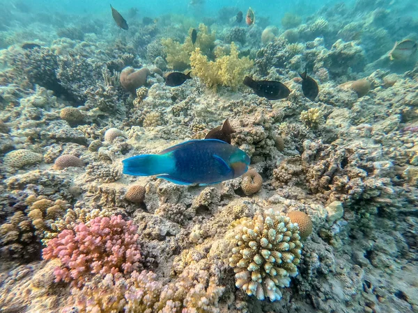 Színes Trópusi Hipposcarus Longiceps Vagy Longnose Parrotfish Néven Ismert Hipposcarus — Stock Fotó